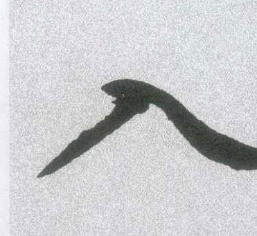 �������ϸ����